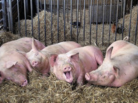 разведение свиней на месяц